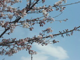 3分咲き.JPG