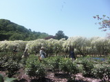 フラワーパーク20100508.JPG