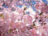 河津桜0.JPG