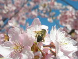 河津桜1.JPG