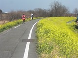 菜の花堤防.JPG