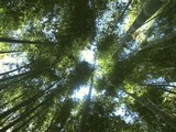 竹林.JPG
