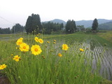 棚田風景2.JPG