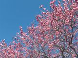 梅花3.JPG